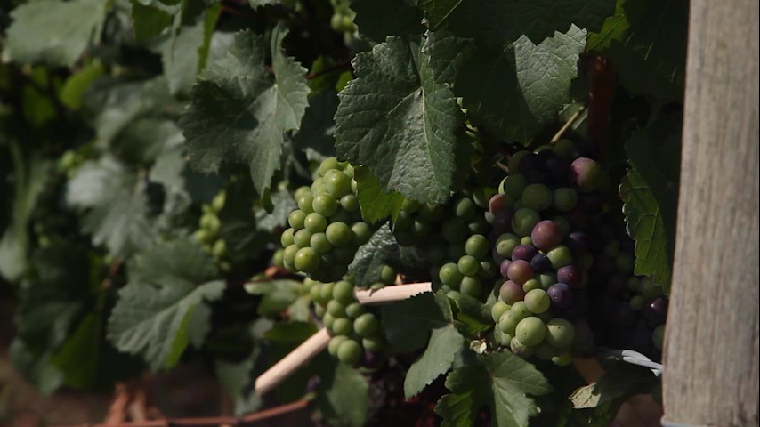 Curso: Partes de la planta de vid