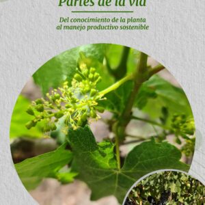 Partes de la vid