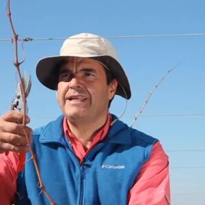Curso: Poda de la vid